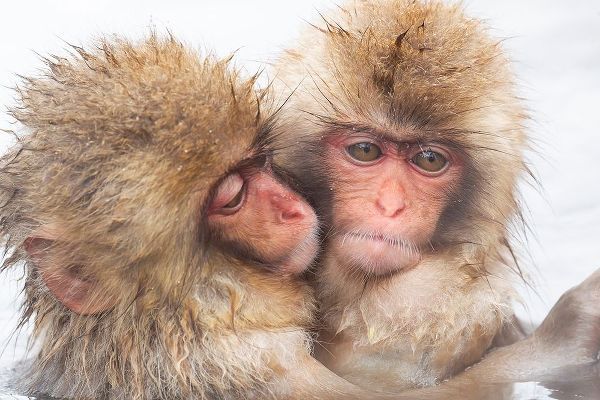 Goff, Ellen 아티스트의 Japan-Nagano Two baby snow monkeys huddle작품입니다.